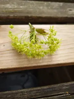 Ahornblüte, Kräuterhoch³ Wildpflanzenschule im Chiemgau