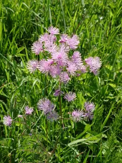 Akeleiblättrige Wiesenrauke, Kräuterhoch³ Wildpflanzenschule im Chiemgau