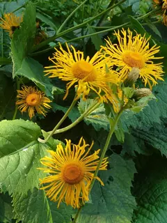 Alantblüte, Kräuterhoch³ Wildpflanzenschule im Chiemgau