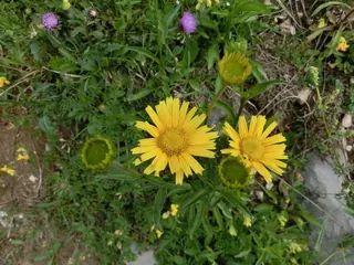 Alpenblume gelb mit Distel, Kräuterhoch³ Wildpflanzenschule im Chiemgau
