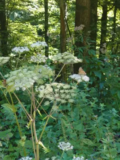 Angelika 3, Kräuterhoch³ Wildpflanzenschule im Chiemgau