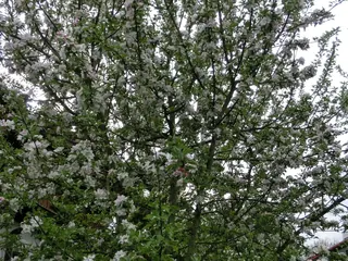 Apfelbaumblüte 2, Kräuterhoch³ Wildpflanzenschule im Chiemgau