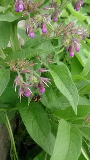 Beinwellblüte mit Biene, Kräuterhoch³ Wildpflanzenschule im Chiemgau
