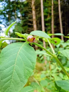 Belladonna Blüte, Kräuterhoch³ Wildpflanzenschule im Chiemgau