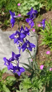 Blaue Blumen sehr schön, Kräuterhoch³ Wildpflanzenschule im Chiemgau