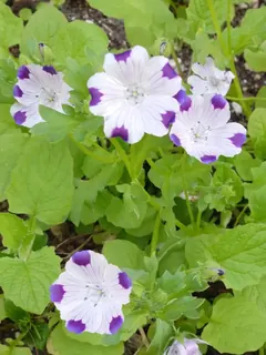 Blume im Garten Bergen, Kräuterhoch³ Wildpflanzenschule im Chiemgau