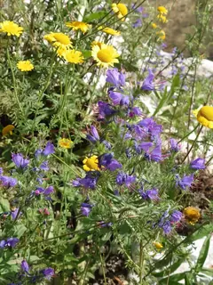 Blumen am Bergener Bach, Kräuterhoch³ Wildpflanzenschule im Chiemgau