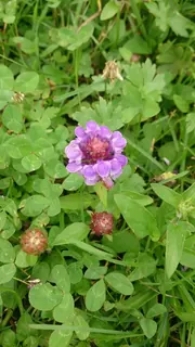 Braunellenblüte, Kräuterhoch³ Wildpflanzenschule im Chiemgau