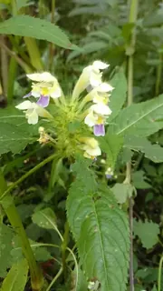 bunter Hohlzahn, Kräuterhoch³ Wildpflanzenschule im Chiemgau