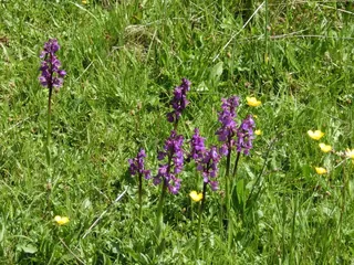 CIMG0460, Kräuterhoch³ Wildpflanzenschule im Chiemgau