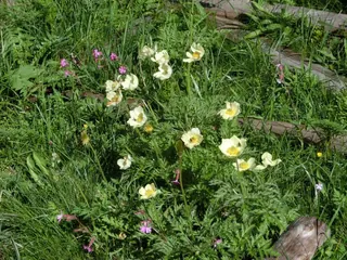 CIMG0485, Kräuterhoch³ Wildpflanzenschule im Chiemgau