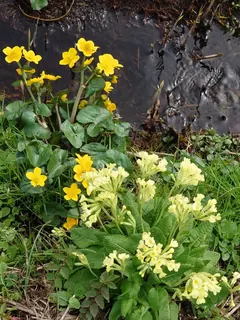Dotterblumen - SchlÃ-sselblumen, Kräuterhoch³ Wildpflanzenschule im Chiemgau