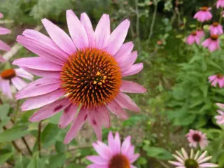 Ecchinacea groß, Kräuterhoch³ Wildpflanzenschule im Chiemgau