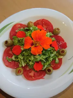 Endiviensalat mit Curryrahmdressing- Oliven- auf Gartentomatenbett, Kräuterhoch³ Wildpflanzenschule im Chiemgau