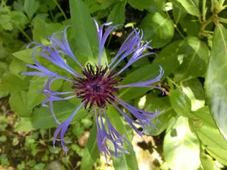 Flockenblüte, Kräuterhoch³ Wildpflanzenschule im Chiemgau