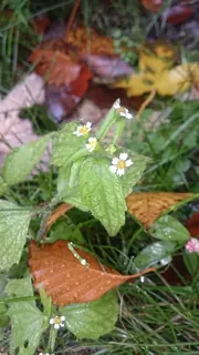 Franzosenkrautblüte, Kräuterhoch³ Wildpflanzenschule im Chiemgau