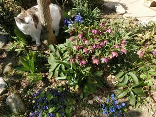 frühlingsblumen mit pablo, Kräuterhoch³ Wildpflanzenschule im Chiemgau