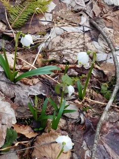 Frühlingsknotenblumen, Kräuterhoch³ Wildpflanzenschule im Chiemgau