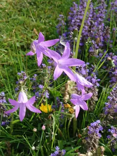 Glockenblume Mai 2024, Kräuterhoch³ Wildpflanzenschule im Chiemgau