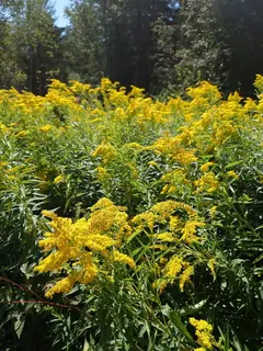 Goldrute, Kräuterhoch³ Wildpflanzenschule im Chiemgau