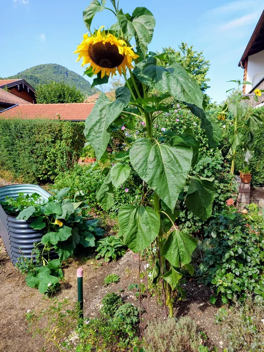 Große Sonnenblume, Kräuterhoch³ Wildpflanzenschule im Chiemgau