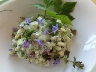 Gurkensalat mit Gundermann und Giersch, Kräuterhoch³ Wildpflanzenschule im Chiemgau