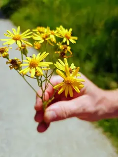 Jakobs-Kreuzkraut, Kräuterhoch³ Wildpflanzenschule im Chiemgau