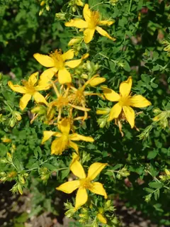 Johanniskrautblüten groß, Kräuterhoch³ Wildpflanzenschule im Chiemgau