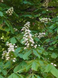 Kastanienblüte groß, Kräuterhoch³ Wildpflanzenschule im Chiemgau
