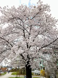 Kirschblüte Bad Endorf 2026 2, Kräuterhoch³ Wildpflanzenschule im Chiemgau