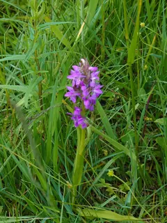 Knabenkraut, Kräuterhoch³ Wildpflanzenschule im Chiemgau
