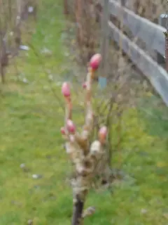 Knospen 2, Kräuterhoch³ Wildpflanzenschule im Chiemgau