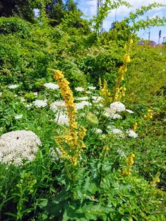 Kräuterwiese Königskerzen- wilde Möhre- Schafgarbe, Kräuterhoch³ Wildpflanzenschule im Chiemgau