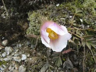 Küchenschellenblüte, Kräuterhoch³ Wildpflanzenschule im Chiemgau