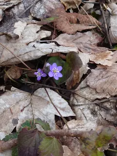 Leberblümchen 2024, Kräuterhoch³ Wildpflanzenschule im Chiemgau