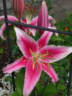 Lilienblüte pink groß, Kräuterhoch³ Wildpflanzenschule im Chiemgau