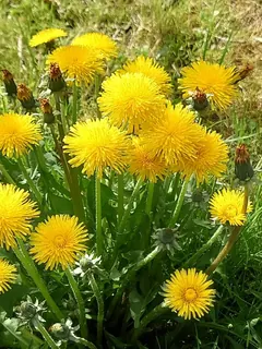 Löwenzahnbusch, Kräuterhoch³ Wildpflanzenschule im Chiemgau