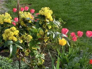 Mahonienblüte mit Tulpen, Kräuterhoch³ Wildpflanzenschule im Chiemgau