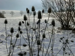 Mariendiestel Winter 2, Kräuterhoch³ Wildpflanzenschule im Chiemgau
