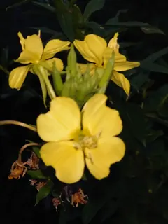 Nachtkerzenblüte, Kräuterhoch³ Wildpflanzenschule im Chiemgau