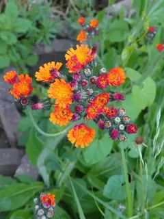 Orange Blume im Garten, Kräuterhoch³ Wildpflanzenschule im Chiemgau