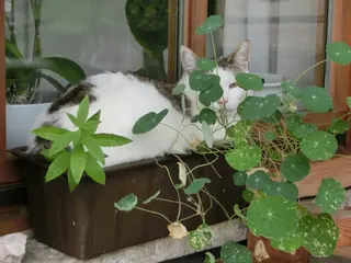 Pablo im Blumenkasten 2, Kräuterhoch³ Wildpflanzenschule im Chiemgau