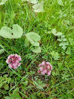 Pestwurz rosa, Kräuterhoch³ Wildpflanzenschule im Chiemgau