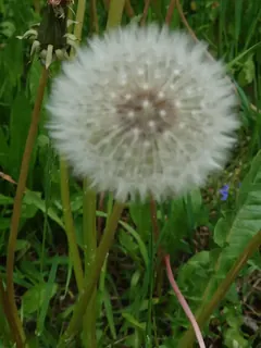 Pusteblume, Kräuterhoch³ Wildpflanzenschule im Chiemgau