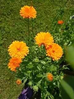 Ringelblumen, Kräuterhoch³ Wildpflanzenschule im Chiemgau