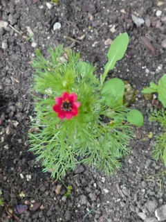 Rotes Blümchen im Garten, Kräuterhoch³ Wildpflanzenschule im Chiemgau