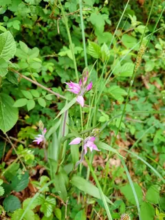 Rotes Waldvögelein, Kräuterhoch³ Wildpflanzenschule im Chiemgau