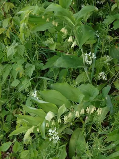 Salomonssiegel, Kräuterhoch³ Wildpflanzenschule im Chiemgau