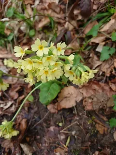 Schlüsselblume groß, Kräuterhoch³ Wildpflanzenschule im Chiemgau