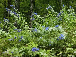 Schwalbenschwanzenzianmeer, Kräuterhoch³ Wildpflanzenschule im Chiemgau